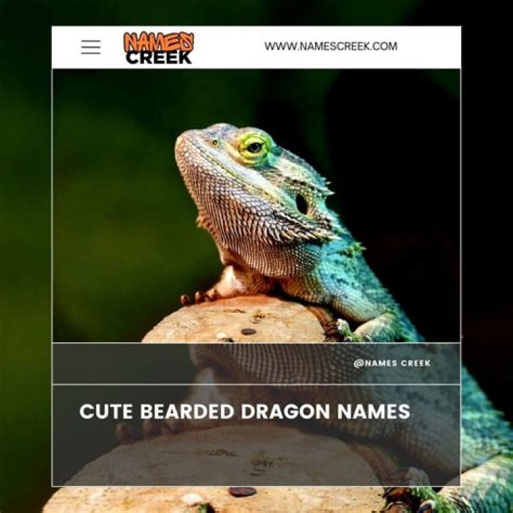 A Guide To Enchanting Bearded Dragon Names For Girls