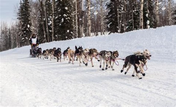 A Trailblazing Pioneer In Dog Mushing