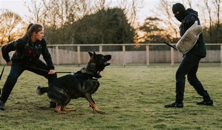 An Elite Force Protecting The City
