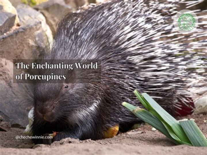 Discover The Enchanting World Of Rei Ive Animal Representation