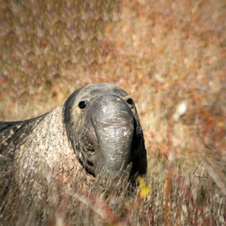 Discoveries About "Ugly Black Animals"