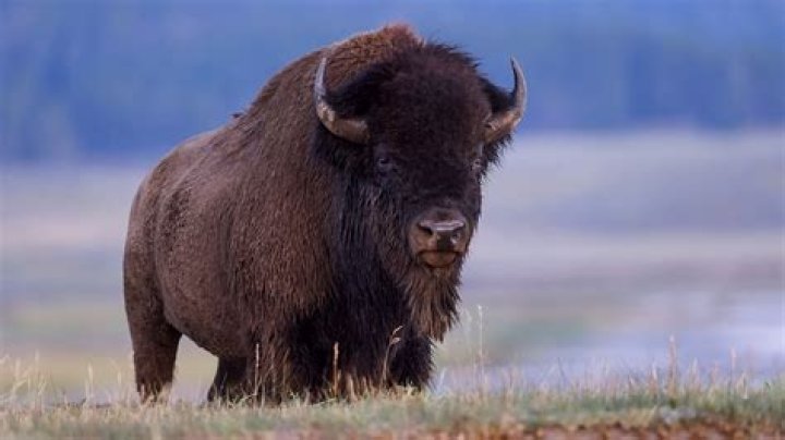 Discoveries And Insights From "Yellowstone"
