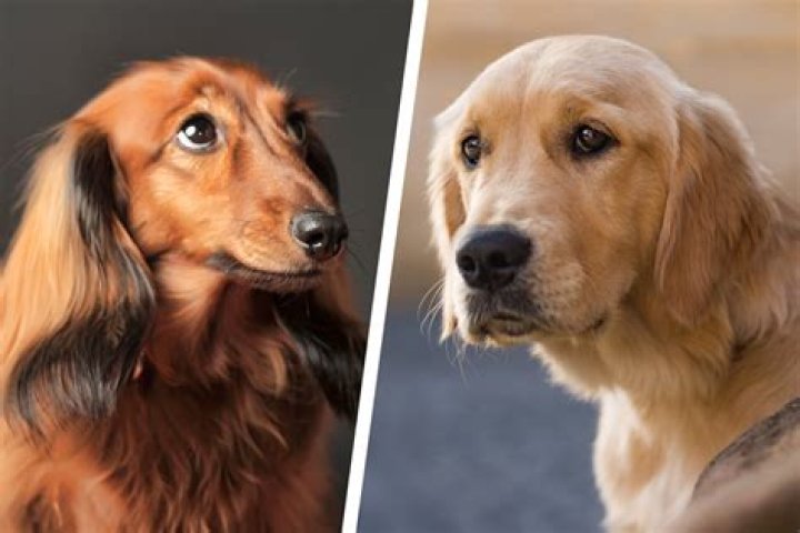 Discoveries In The World Of Sausage Dog Mixed With Golden Retriever