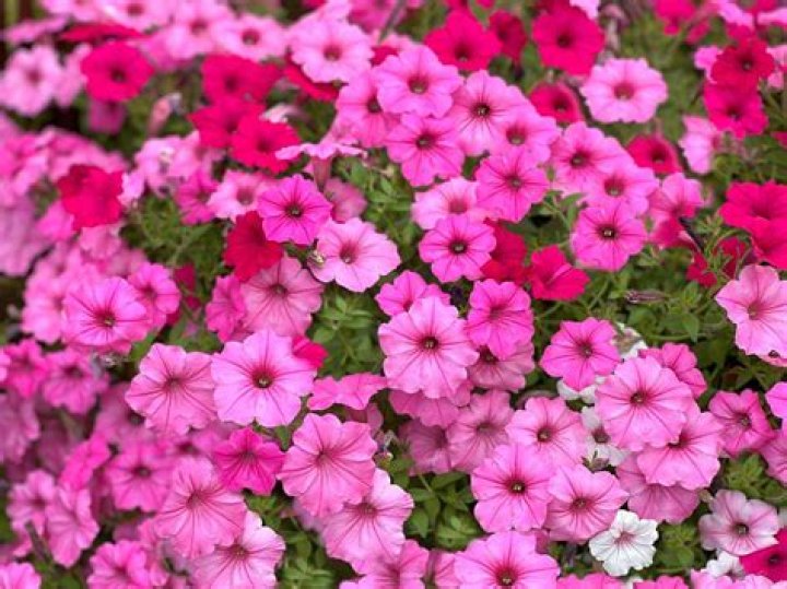 Do Flowers Thrive On Love's Embrace?
