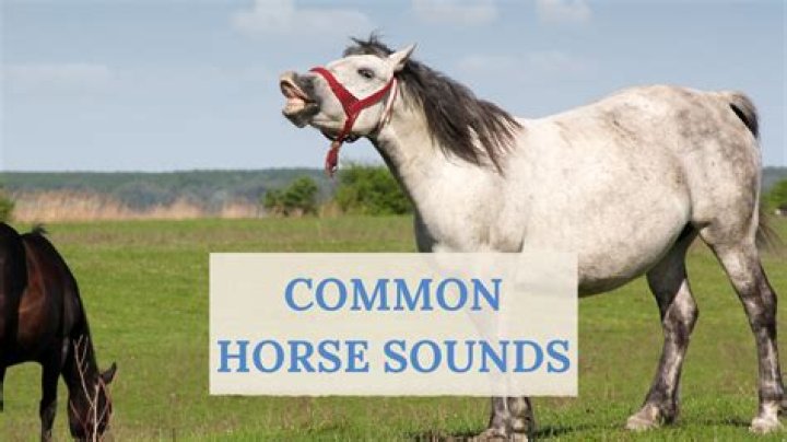 Do Horses Make Noise When Mating? Understanding Equine Vocalizations During Breeding