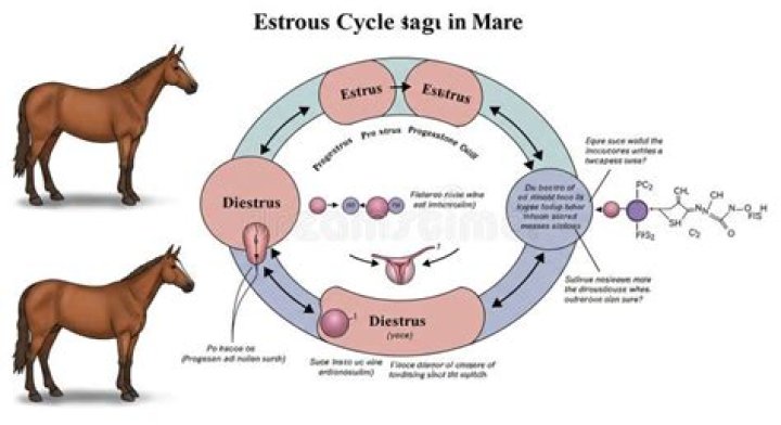 Does Mating Hurt the Mare? Understanding Equine Breeding Comfort