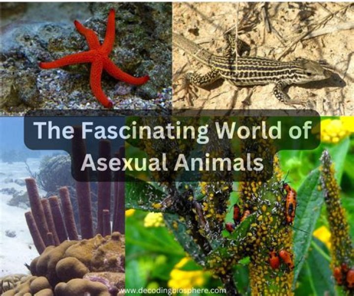 Exploring The Fascinating World Of Brookeab
