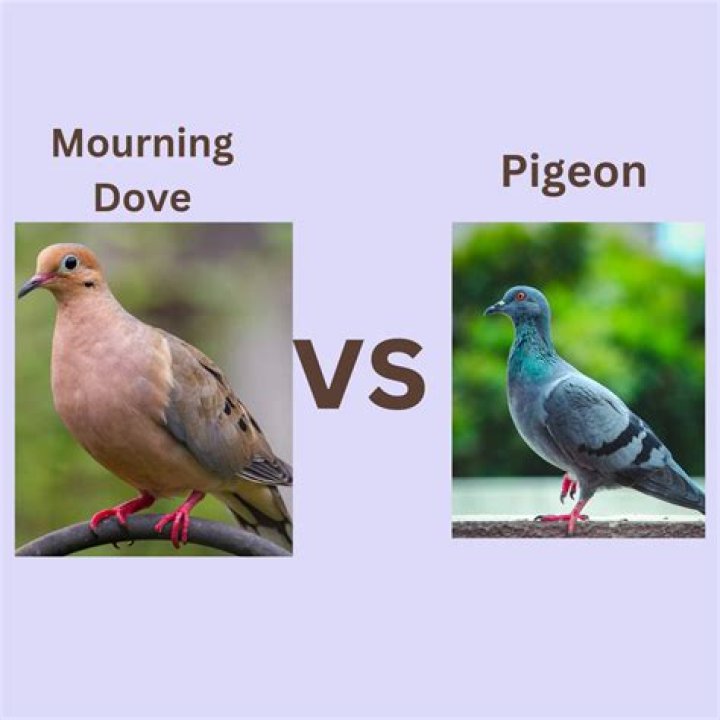 Exploring The Unique Bond Between Dove And Cam