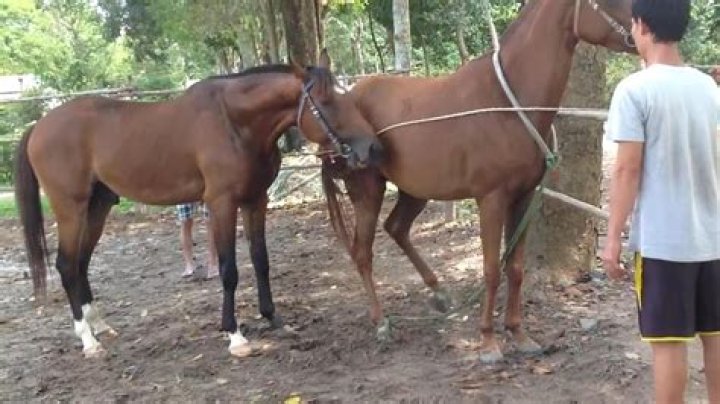 Horses Mating Successful: What Every Owner Should Know About Bringing New Life