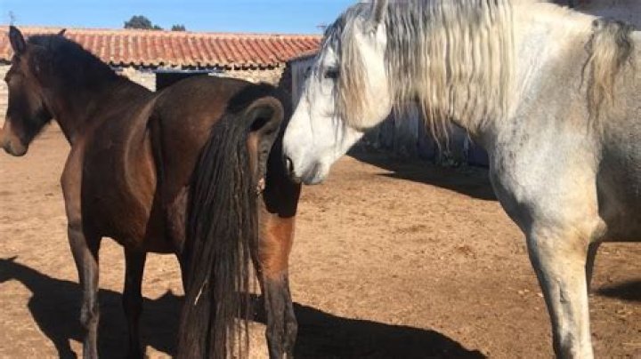 How Long Do Horses Last When Mating? What to Expect in Equine Breeding