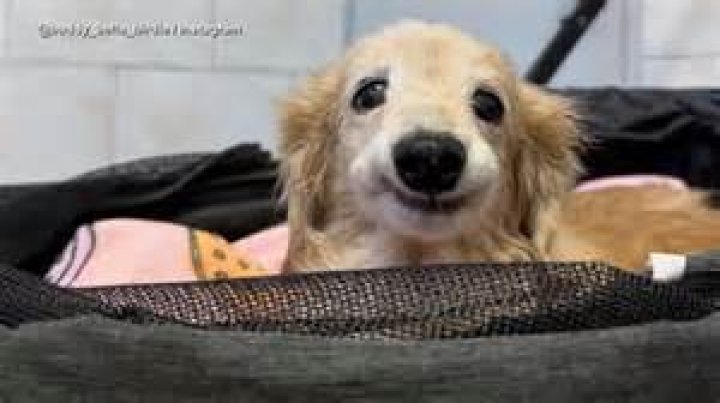 Patrick Cage, Age: Uncovering the Actor's Journey and Key Details