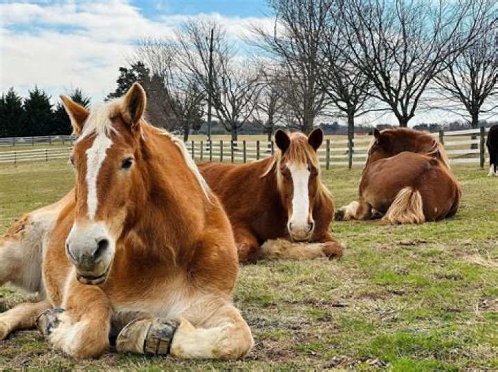 Stunning Horse Steals The Spotlight? Unveiling The Truth