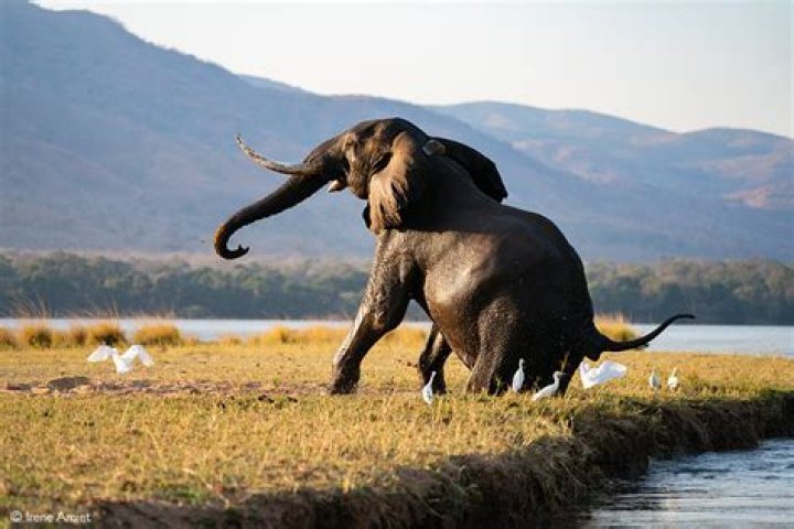 Uncover The Rich Tapestry Of Rose Namajunas' Heritage: Discoveries And Insights