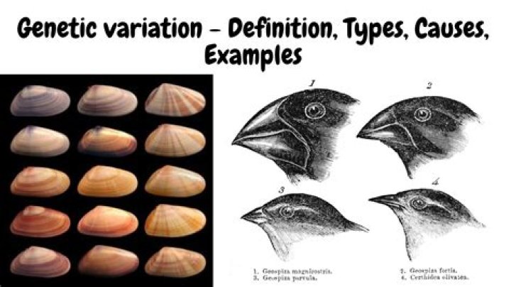 Unraveling The Genetics Behind Height Variations In The Griffin Family