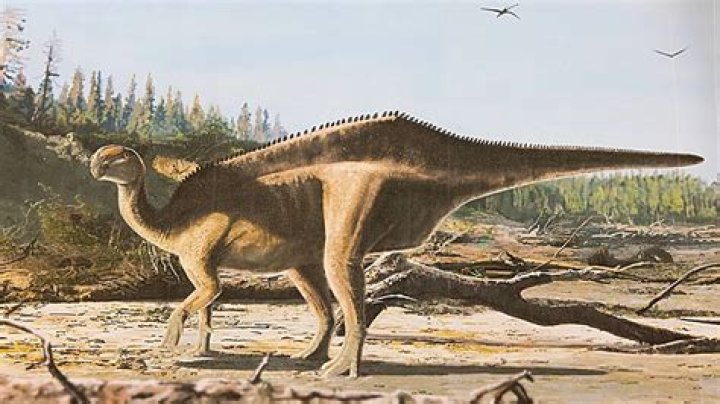 Unveiling Doja Cat's Height: Discoveries And Insights