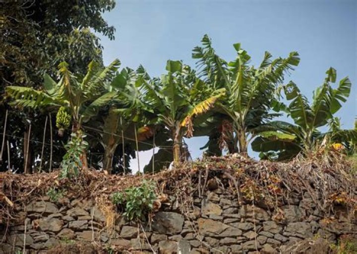 Unveiling Shylily's Roots: Discoveries And Insights Await