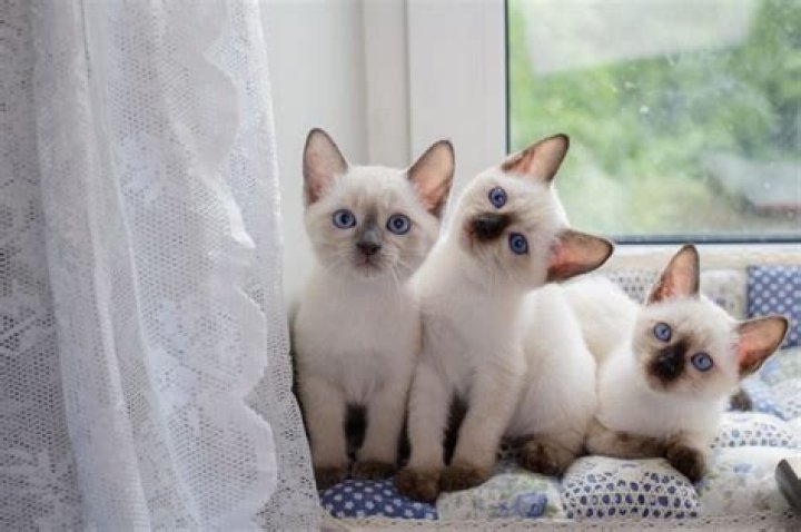 Unveiling The Enchanting World Of Richard Duchon: Discoveries And Insights