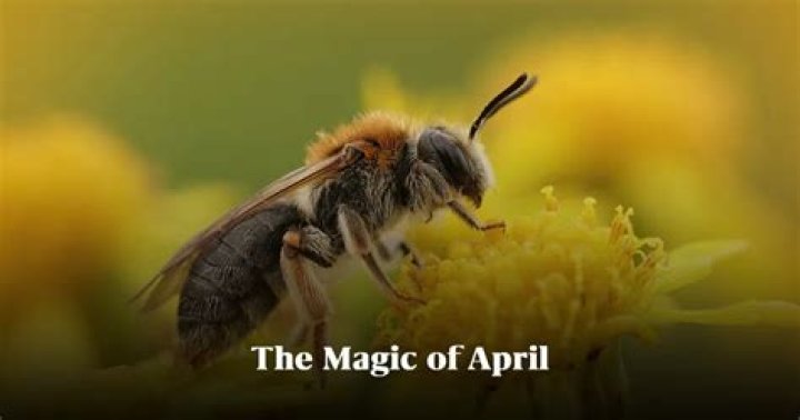 Unveiling The Magic Of April Wishes: Discoveries And Insights