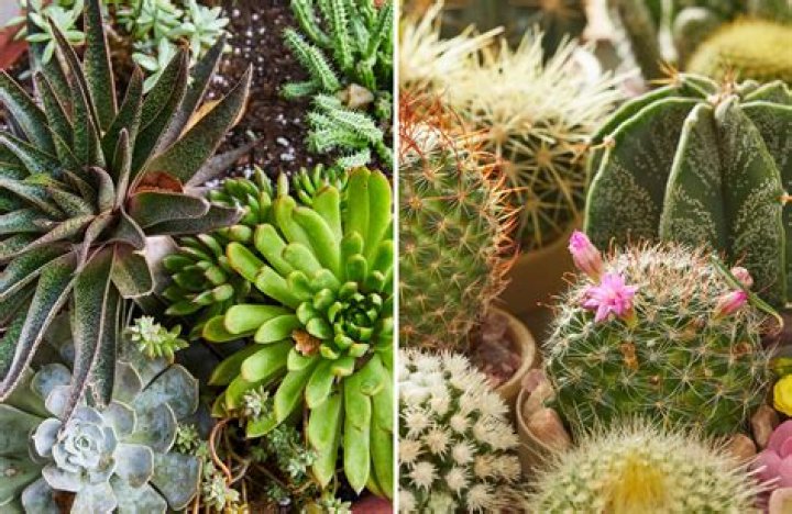 Unveiling The Secrets Of Cacti And Succulents With Helene Vivian Soule