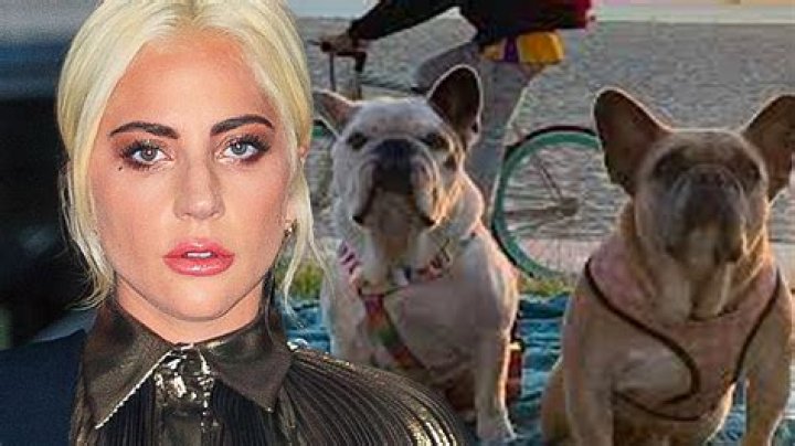 Unveiling The Truth Behind Lady Gaga's Dog Walker Attack: Ryan Fischer's Defense