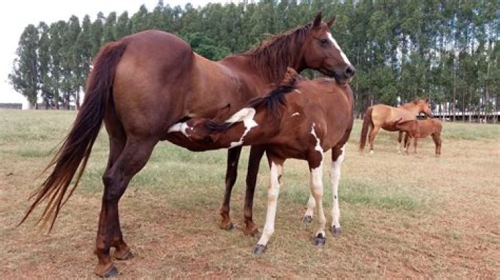 What Do Horses Do When They Mate? Understanding Equine Breeding Behavior