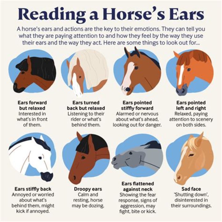 What Does It Mean When a Horse Flares Its Lips? Deciphering Equine Signals Today