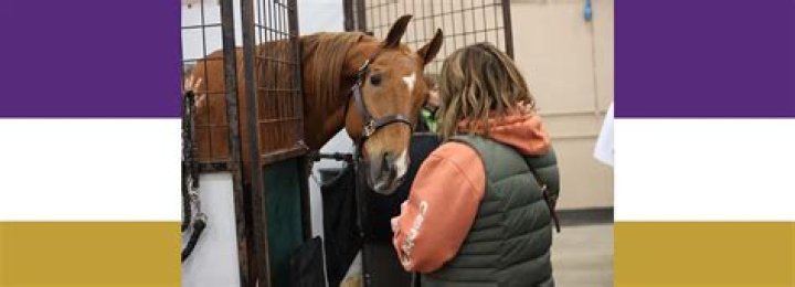 What Does It Mean When a Horse Keeps Smelling You? Unpacking Equine Sniffs