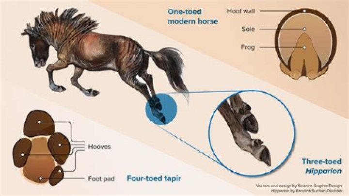 What Does It Mean When Horses Squeal at Each Other? Decoding Equine Sounds