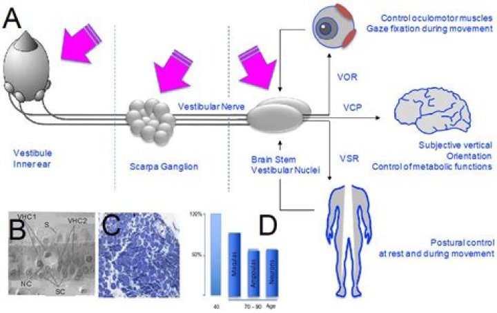 Who is Alice Rosenblum? Exploring the Many Facets of "Alice"