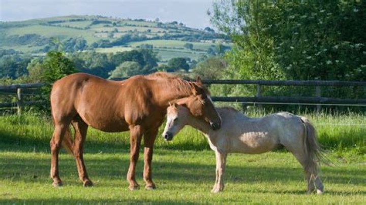 Why Do Horses Smell Before Mating? Unpacking Equine Courtship Signals Today