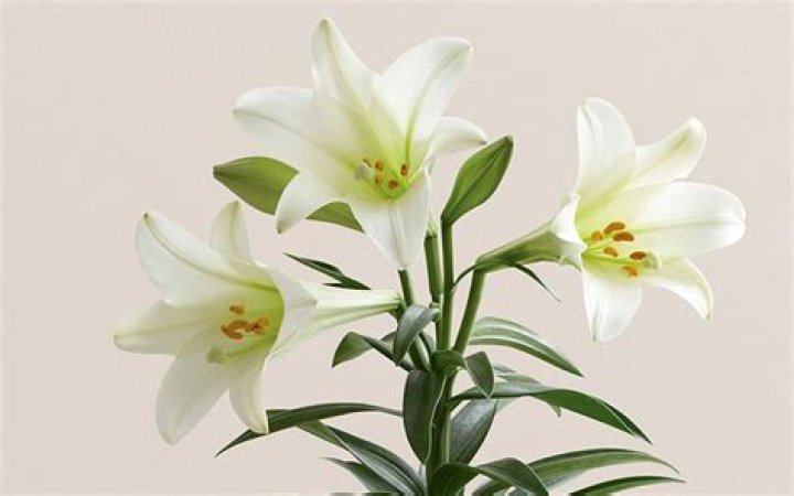 Why Lilies' Fragrance Resembles Urine